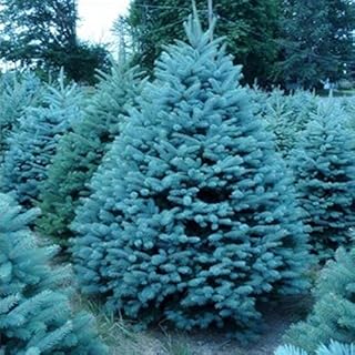 Seeds semi fir red Blue semi Picea agramsero in Bonsai vase Courtyard Garden Bonsai Plant Pine 20 Seeds/Package: Only Seeds