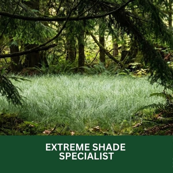 Old Cobblers Farm™ Wicked Tuff Turf POA Trivialis (Grasses) – Shade-Tolerant Grass Seed for Cool-Season Lawns (5 lbs | 10 lbs | 15 lbs | 20 lbs) (5lbs)