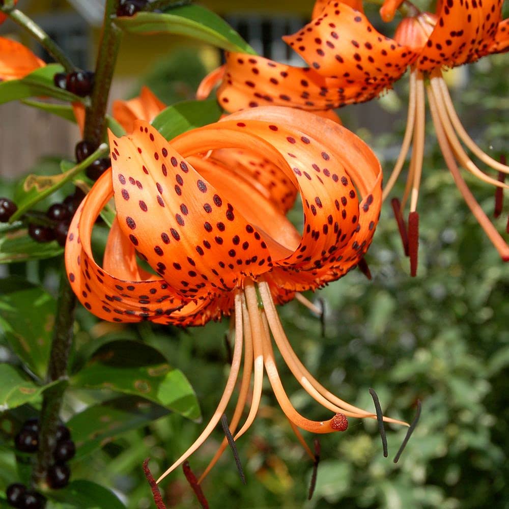 See full amazon price history chart for Combo Flower Bulbs Day Lily/Tiger Lily Flower Bulbs For All Season Pack Of 6 Bulbs (Orange) 100% Germination Flower Bulbs By PLANTOGALLERY Combo Flower Bulbs Day Lily/Tiger Lily Flower Bulbs For All Season Pack Of 6 Bulbs (Orange) 100% Germination Flower Bulbs By PLANTOGALLERY (B09B2M6YCR) Amazon Price History, Amazon Price Tracker