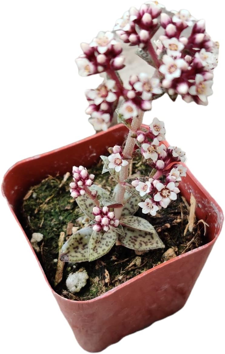 Live Succulent Cactus Plants from USKC (2" Pot) (Crassula Tiger Jade)