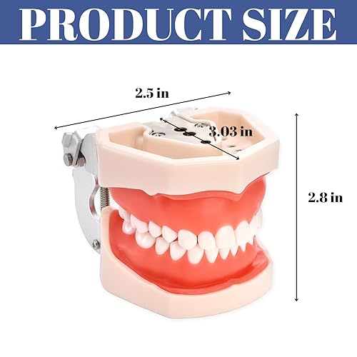 Miniatura 2 de ZENFUN Modelo de Typodont dental estándar, modelo de dientes de demostración, modelo dental con 28 piezas de dientes extraíbles atornillables,