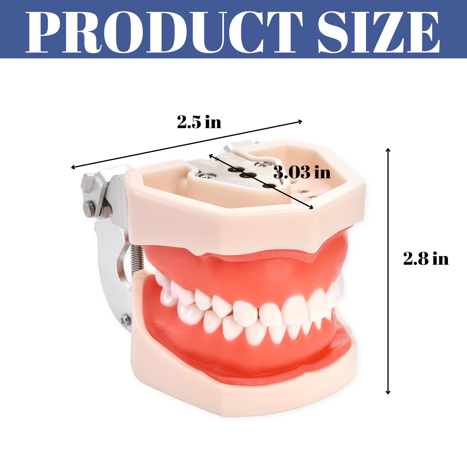 Amazon.com: ZENFUN Standard Dental Typodont Model, Demonstration