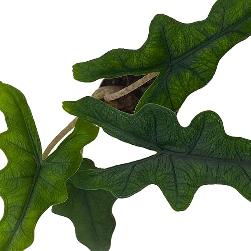 Miniatura 4 de BubbleBlooms Alocasia Jacklyn, Alocasia Tandurusa en maceta de 2 pulgadas