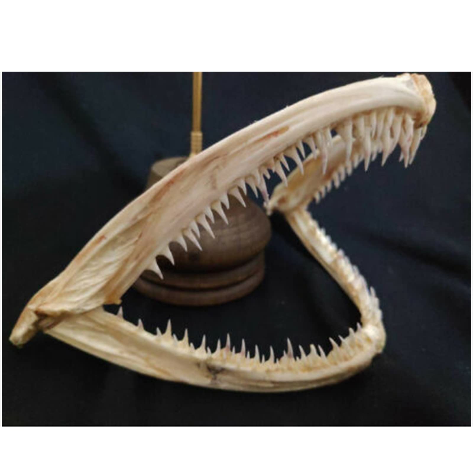 Monkfish Mouth Bone Model Monkfish Mouth Specimen Taxidermy Supplies Art for Veterinary Teaching Study,Bar Home Decoration Art Collection