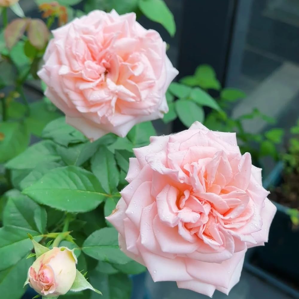 rosensamen balkonblumen 90samen x Einfach zu Pflegen
