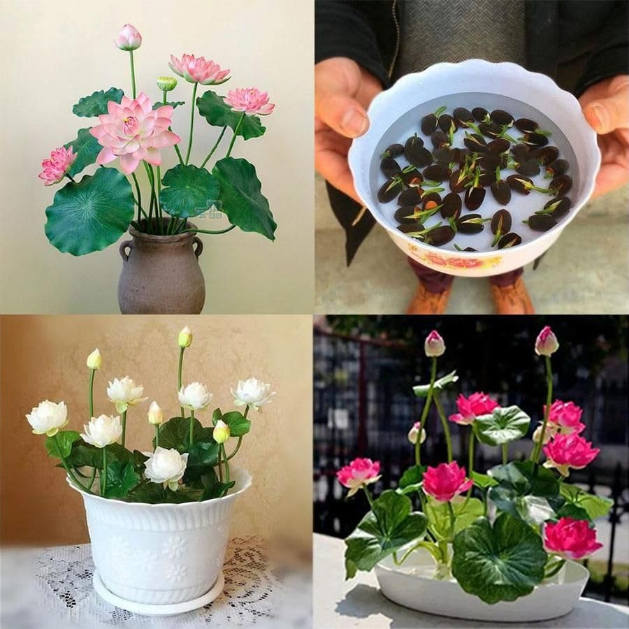 Lotus Seeds for Growing in pot, High Yielding seeds (pack of 16 seeds) (B0CYLHYDBR) Amazon Price History, Amazon Price Tracker