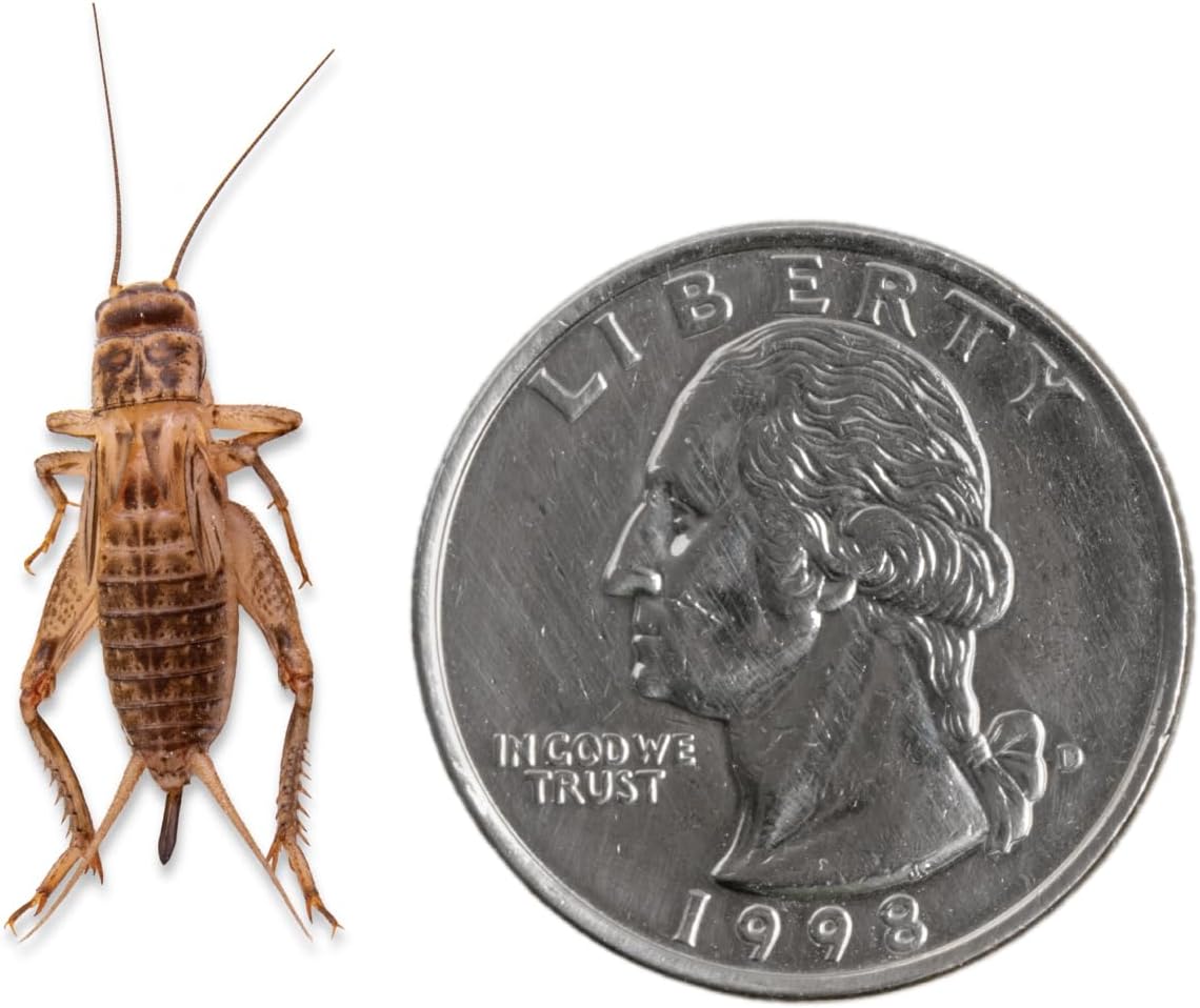 Fluker's Crickets, 250 Count Feeder Insects for Reptiles, Chickens, and Birds, Large (Approx. 3/4")