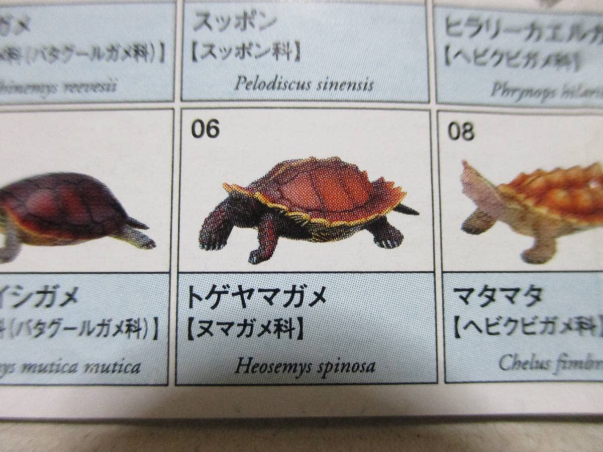 Amazon | 数2 原色爬虫類カメ目図鑑 新改訂版 トゲヤマガメ 棘山