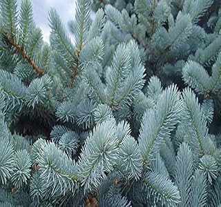 Big Pack - (1,000) Colorado Blue Spruce Tree Seed - Picea pungens glauca