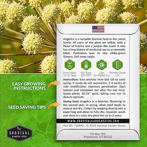 Survival Garden Seeds Angelica Seeds for Planting - 1 Pack with Instructions to Grow Medicinal Herb Angelica Archangelica in Your Home Herb Garden – Non-GMO Heirloom Seeds - Image 2