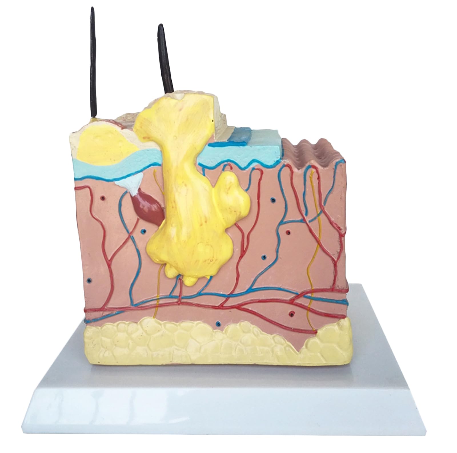 Model Zwierzęcy Skóry Psa - Anatomiczny Model Skóry Model Skóry Psa Psa - Profesjonalny Medyczny Model Chorej Skóry Psa Do Weterynarii, Artykuły Laboratoryjne