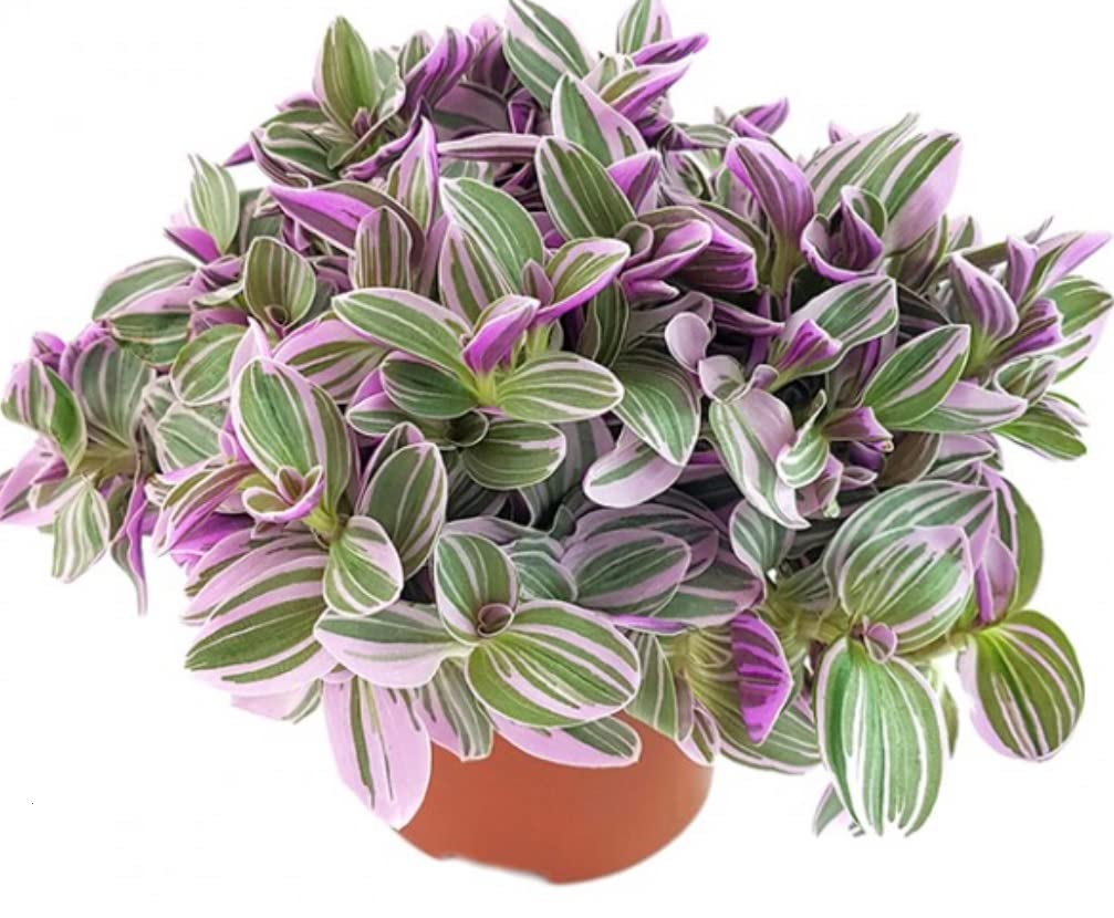 Pink Tradescantia Sweetness - Striking Variegated Houseplant - Indoor Purple Inch Plant - Ideal Trailing Gift Plant - Wandering Jew Plant - in 11cm Pot