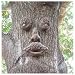 Genuine Tree Peeple Mr. Mapleshade Tree Face