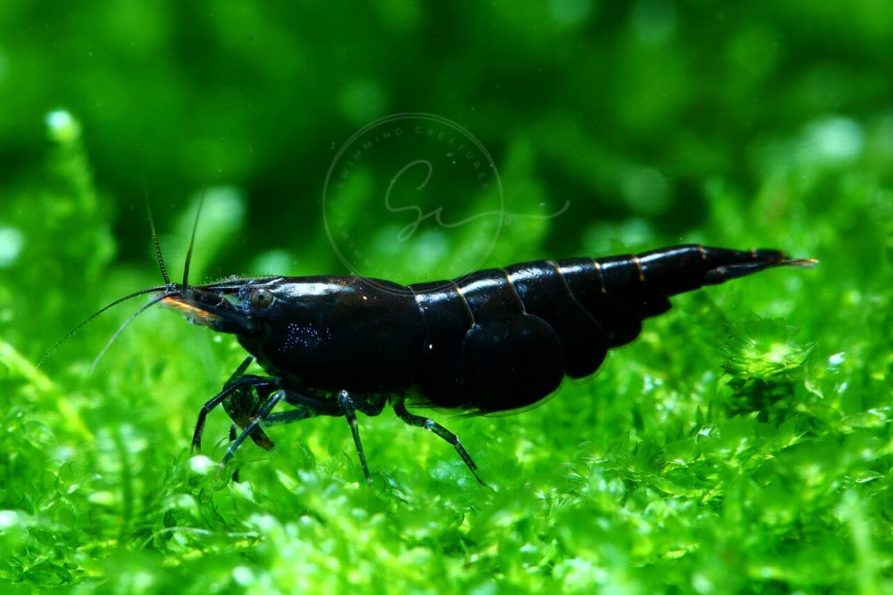 Swimming Creatures™ Freshwater Aquarium Shrimp - A Perfect Combo to Brighten Your Aquarium! (10, Premium Chocolate Black)