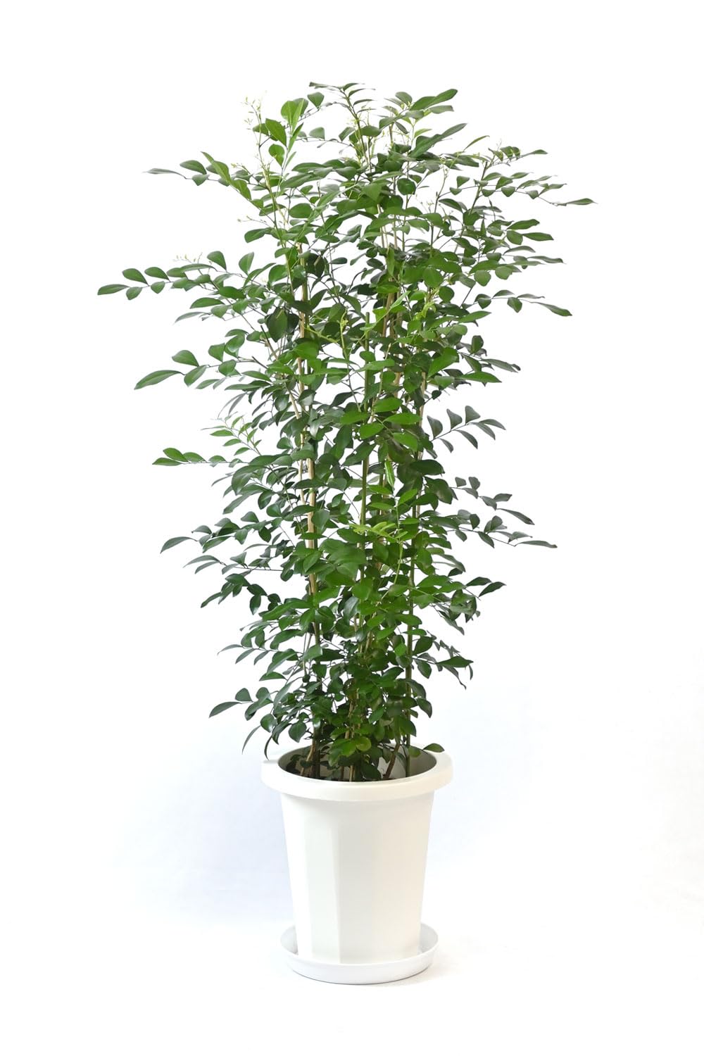 シルクジャスミン　リビングサイズ　８号　高さ115ｃｍ 観葉植物 本物 シルクジャスミン ゲッキツ 8号鉢 大型 室内用