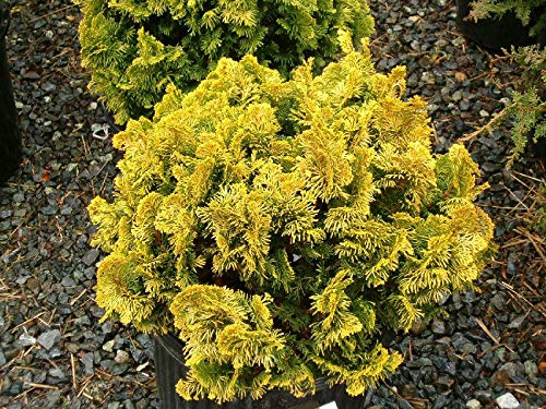 1236-Dwarf Gold Hinoki Cypress Tree (Chamecyparis Obtusa) Seeds By Robsrareandgiantseeds Upc0764425789192 Non-Gmo,Organic,Usa Grower,Bonsai,Rapid-Growing,Unique,Specimen,1236 Package 8 Seeds #TOP2