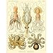 NATURE ART ERNST HAECKEL OCTOPUS BIOLOGY GERMANY VINTAGE POSTER ART PRINT 12x16 inch 30x40cm 868PY