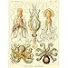 Wee Blue Coo NATURE ERNST HAECKEL OCTOPUS BIOLOGY GERMANY BLANK