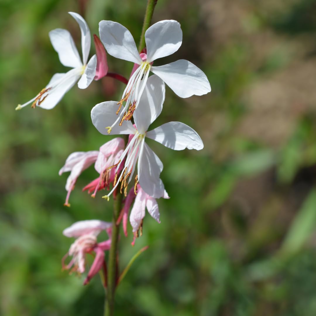 Gaura Lindheimeri Piante Perenni, Fiori Bianchi e Rosa, 12 Pezzi, Ø9cm