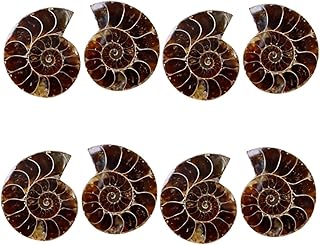 SOLUSTRE 8 Peças De Marca Fóssil De Amonite Decoração De Mesa Decorações De Cristal Peças Centrais De Mesa De Jantar Amostra Antiga Amostra Científica Fóssil Animal Fossilizado Amostra De
