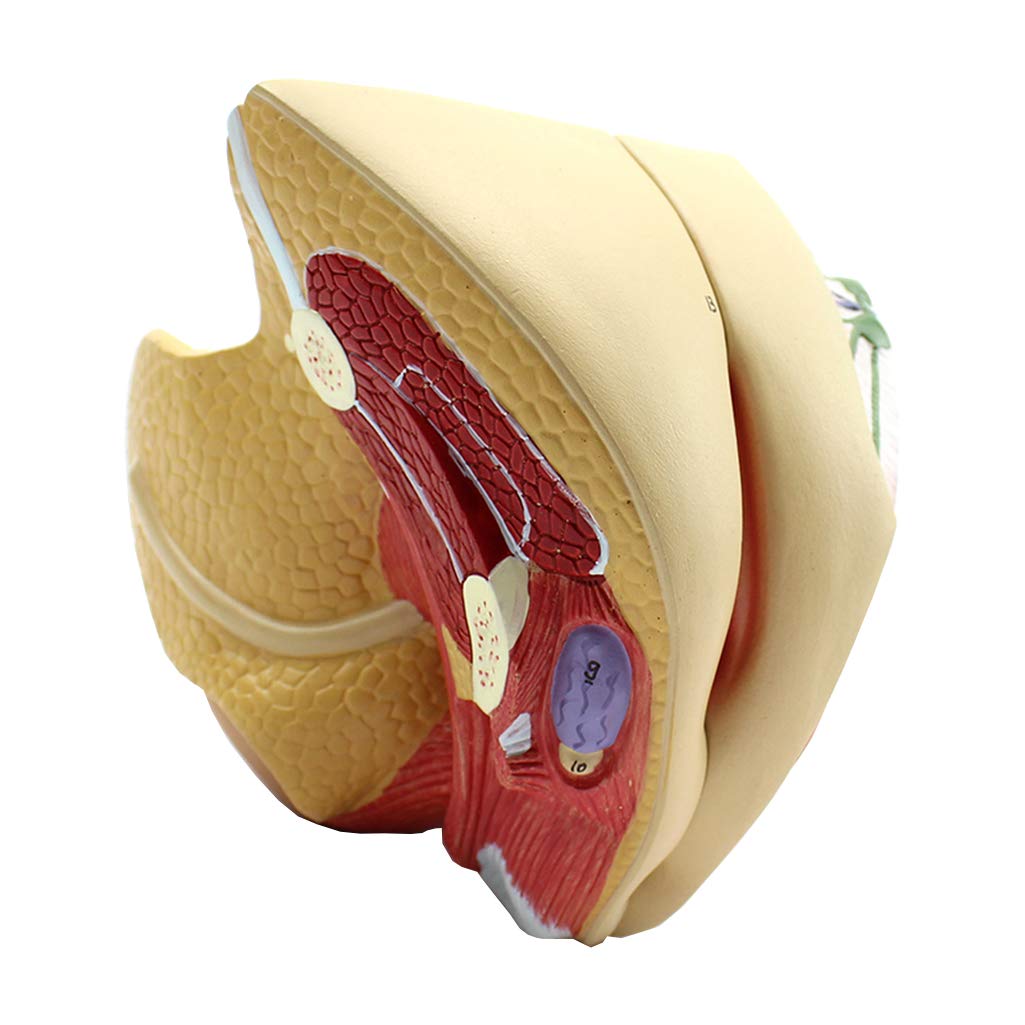 Sjdopulse Women's Internal And External Genital Model - Genitals Anatomical Model - For Patient Communication Model,Medical Educational Training Aid