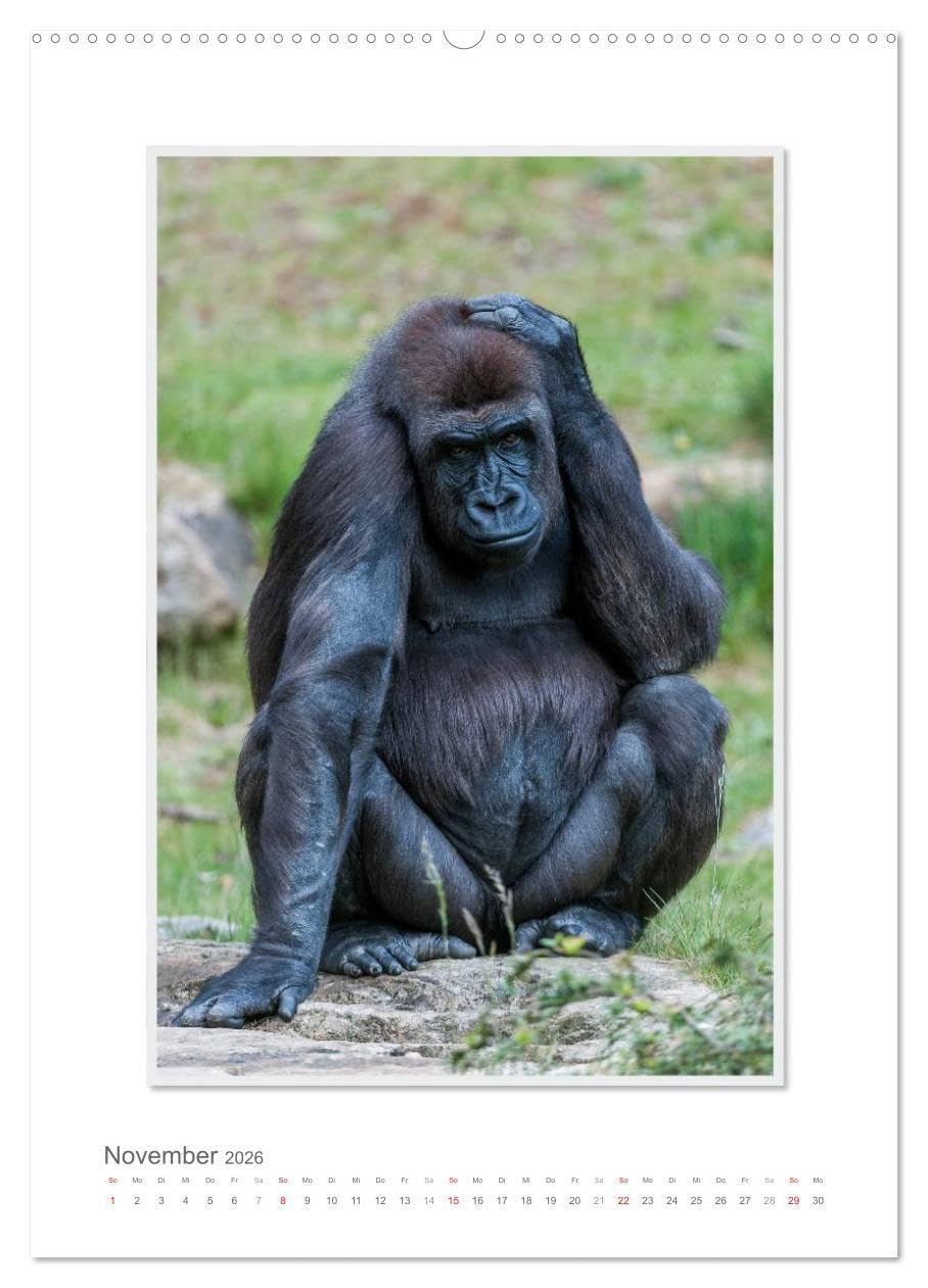 Emotionale Momente: Aus dem Leben der Familie Gorilla. (hochwertiger Premium Wandkalender 2026 DIN A2 hoch), Kunstdruck in Hochglanz: Zauberhafte ... von Ingo Gerlach GDT. (CALVENDO Tiere)