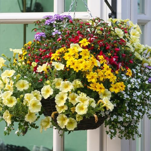 Hanging Basket Kits Mix of 6 Outdoor Trailing Plants with Compost and