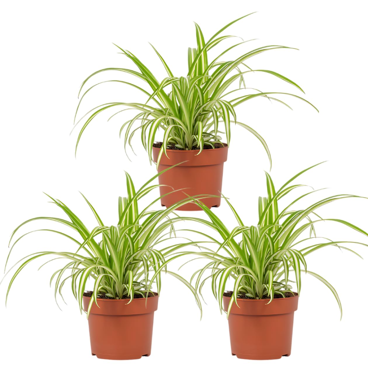 Grnlilie | 3er-Set | Chlorophytum | ca. 40-50 cm |  12-15 cm Topf |  Pflegeleichte Zimmerpflanzen fr Wohnung und Bro | Qualitt vom Pflanzen  Profi | Ideale Raumbegrnung : Amazon.de: Garten