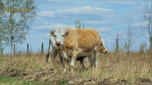 15KM Recinto Elettrico per Animali, 2J/12kV Pastore Elettrico Controllore di Impulsi ad Alta Tensione Sicuro Fattoria degli Animali Recinzione,Per Mucche, Bestiame, Allevamento Di Pollame - immagine 8