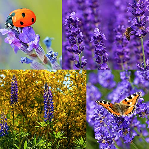 English Lavender Seeds For Planting Indoors Or Outdoors, 90% Germination, To Give You The Lavender Plant You Need, Non-Gmo, Heirloom Herb Seeds #TOP2