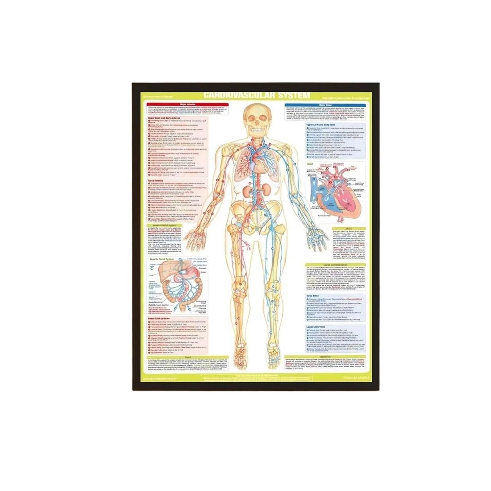 Affiche structure du corps humain impression artistique autocollante