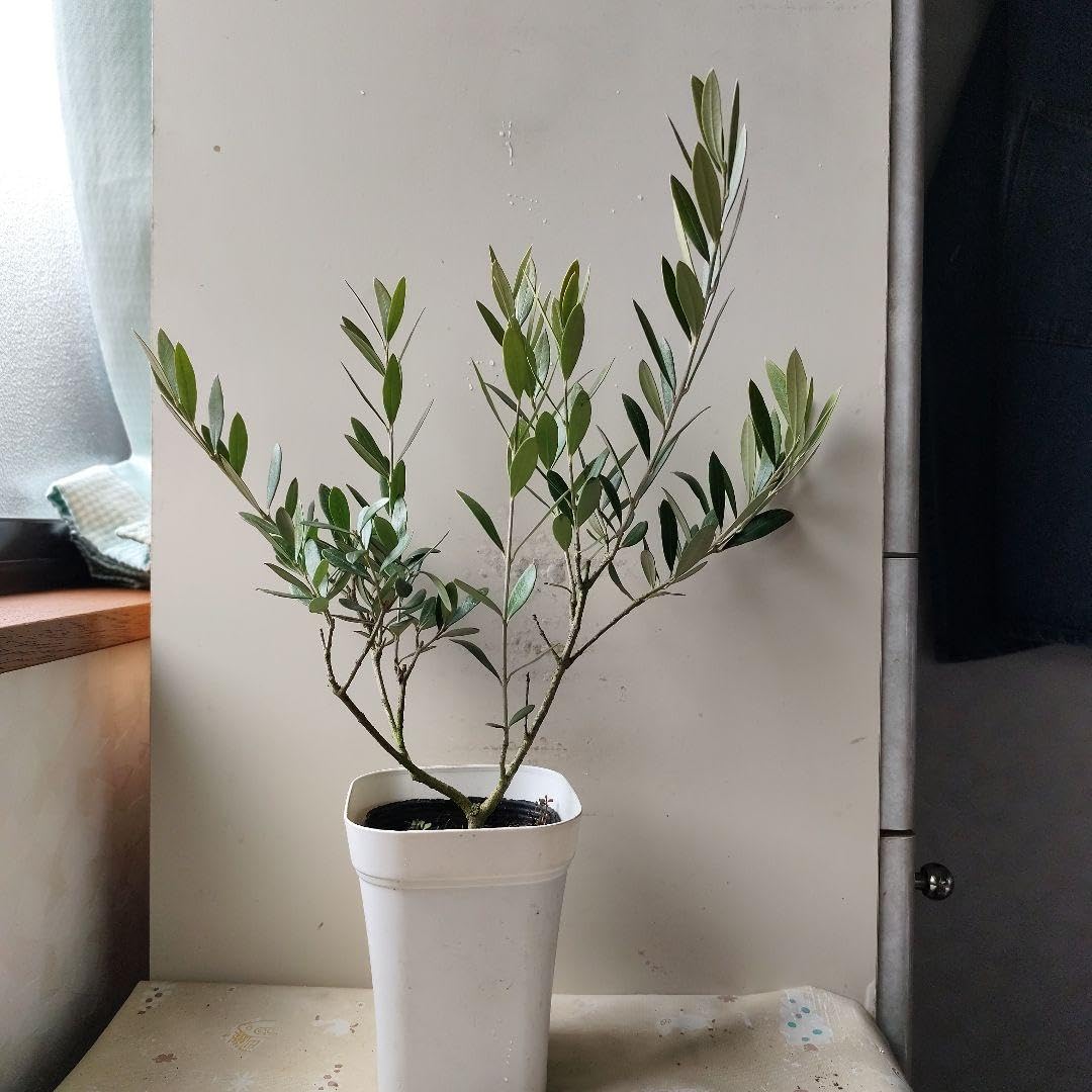 Amazon｜オリーブの苗シプレッシーノ｜観葉植物 オンライン通販