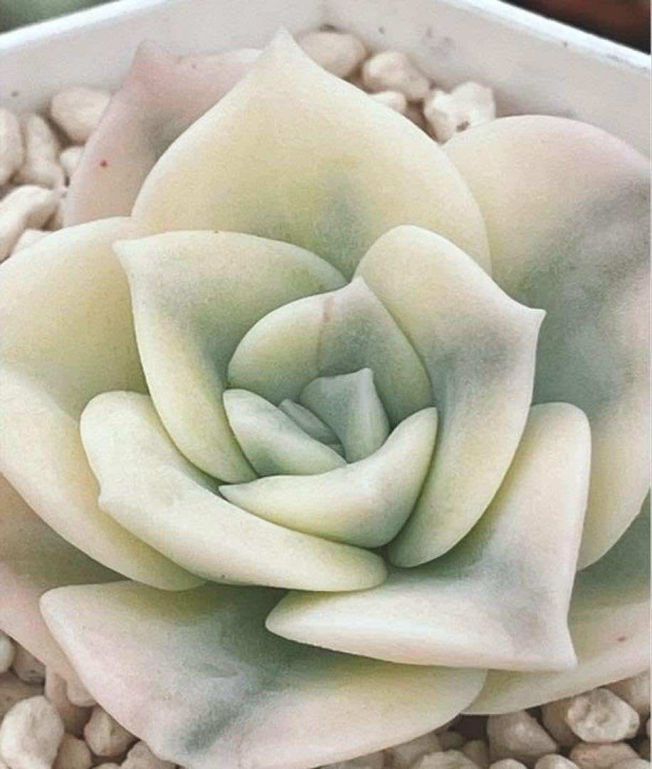 多肉植物 覆輪ラブリーローズ錦 カット 赤斑 多肉植物覆輪♥ラブリー