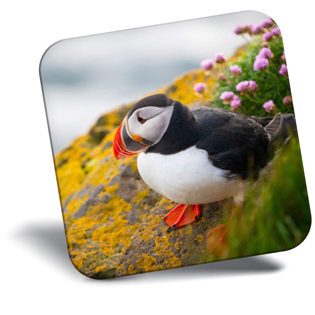 Destination Vinyl Ltd Multicolor Fridge Magnet - Beautiful Atlantic Puffin Bird 21164