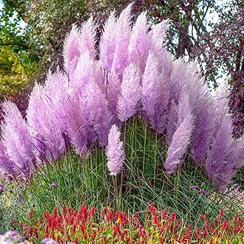 1000+ Pcs Mix Color Pampas Grass Seeds For Planting Tall Feathery Blooms Rare Plants Decor Garden Blue White Pink Red Yellow #TOP5
