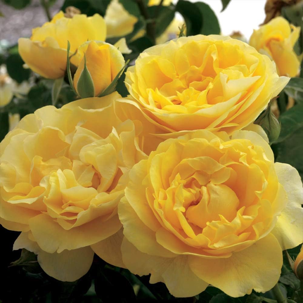 Heirloom Roses Yellow Rose Bush - Happy Go Lucky™ Grandiflora Rose Plant, Live Rose Plant for Outdoor Planting