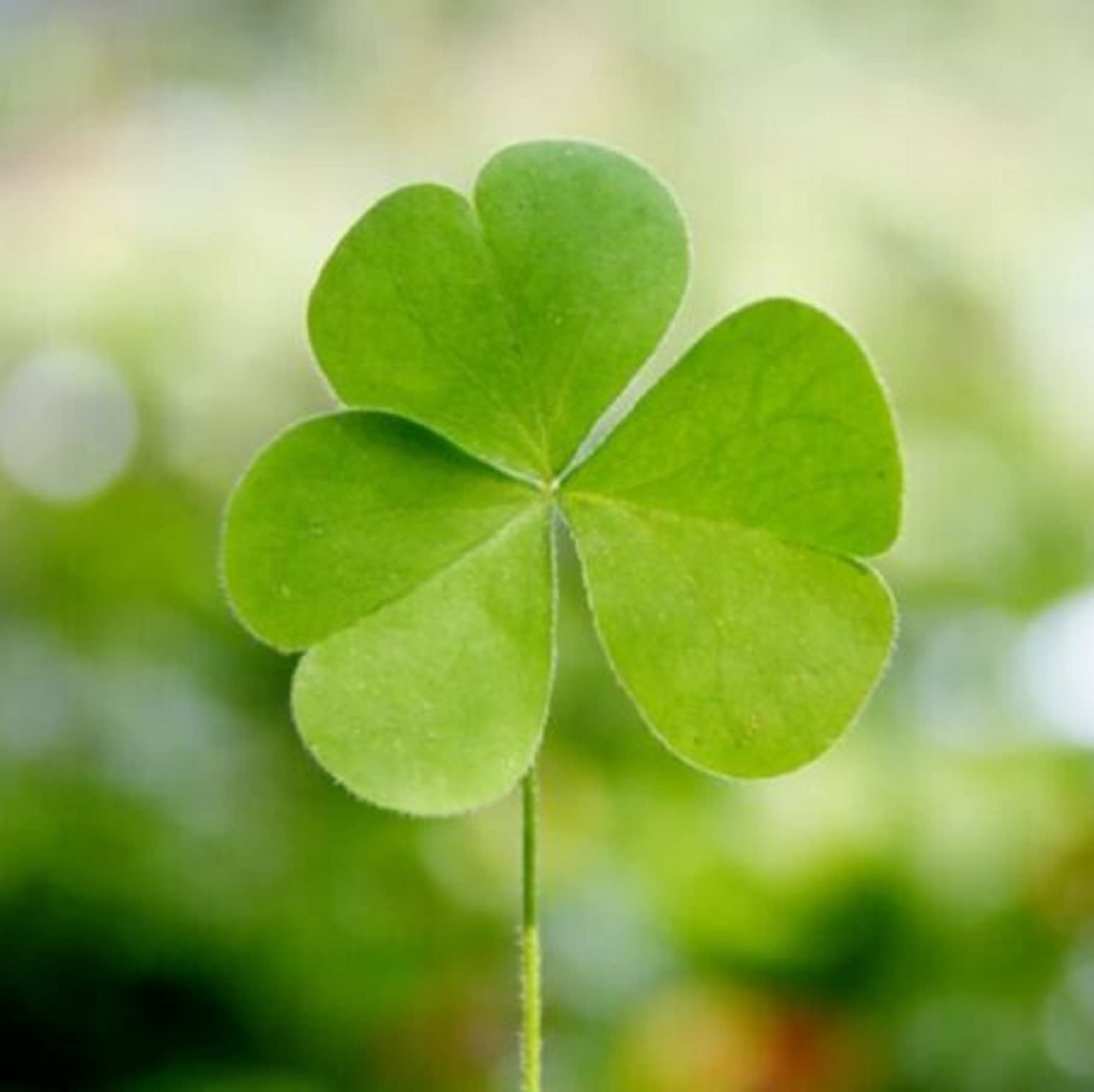 Amazon.com : CHUXAY GARDEN Four Leaf Clover Plant,Three-Leaf