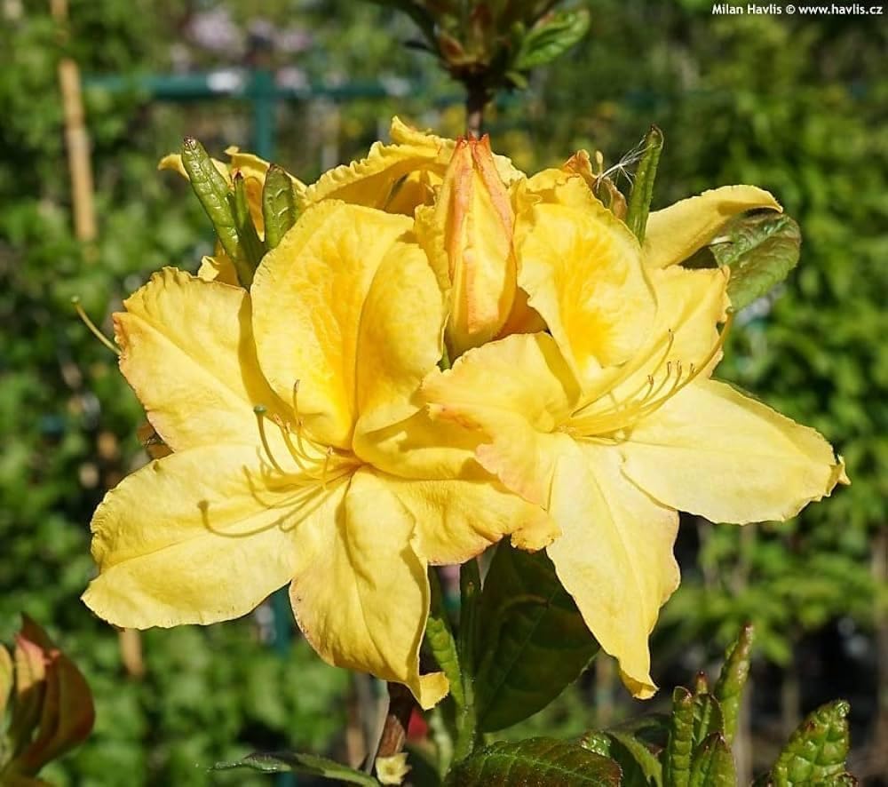 Live Yellow Azalea Plant | Vibrant Yellow Blooms | Ornamental Flowering Shrub | Pack of 1-image-26