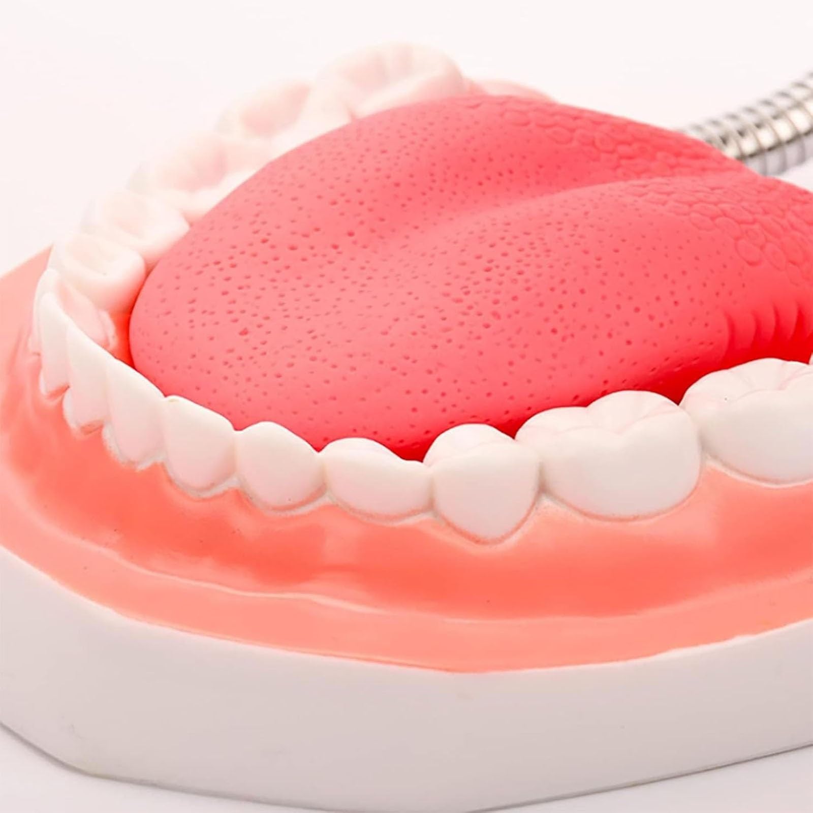 Dental-Demonstration, 6-Fach vergrößertes Zahnmodell mit Abnehmbarer Zungenbürste für Kinder und zahnärztliches Mundpflege-Lehrmodell