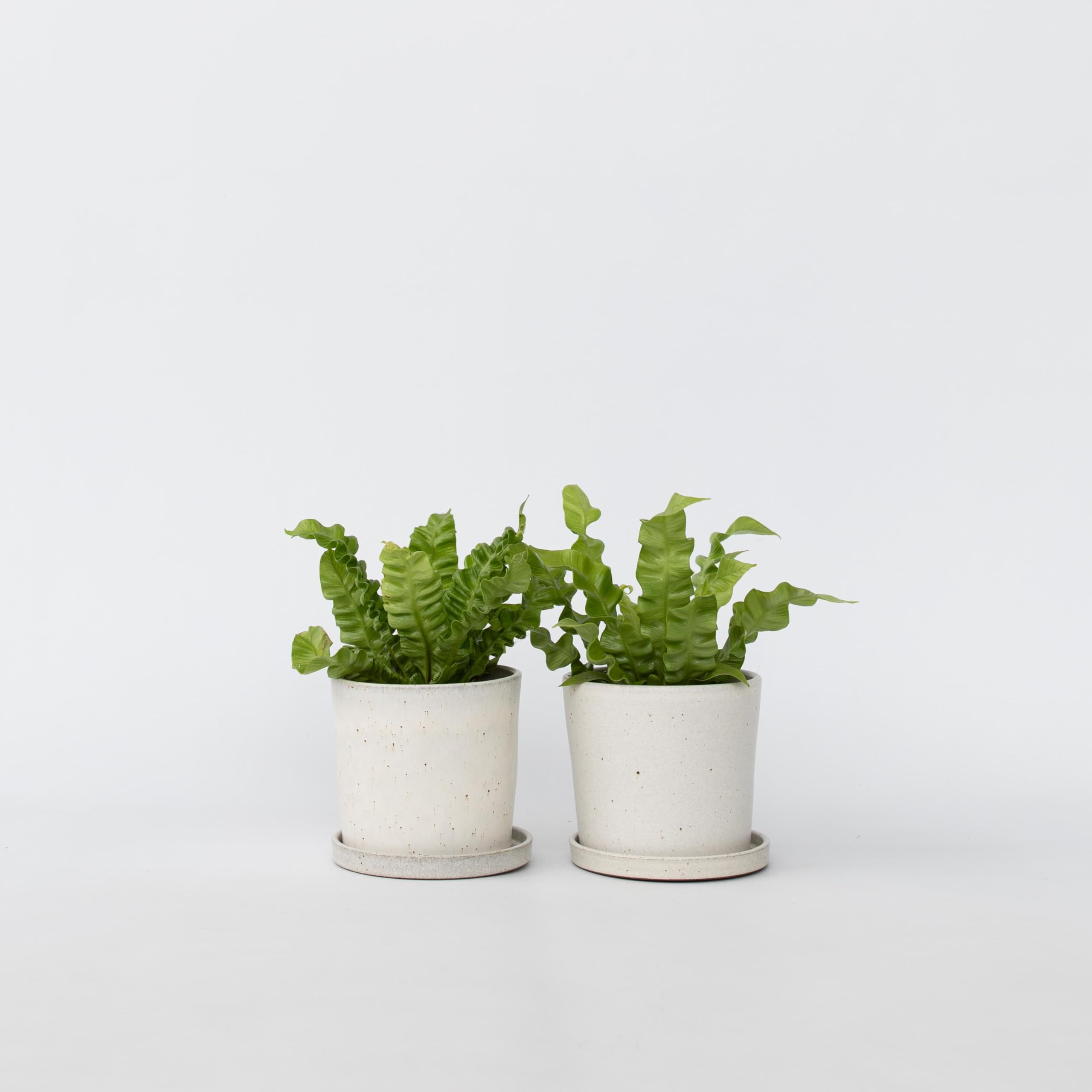 Plant In A Box - Asplenium Nidus 'Vague Croustillante' - Lot De 2 - Plantes D'intérieur Purificatrices D'air - Pot 12cm - Hauteur 25-40cm