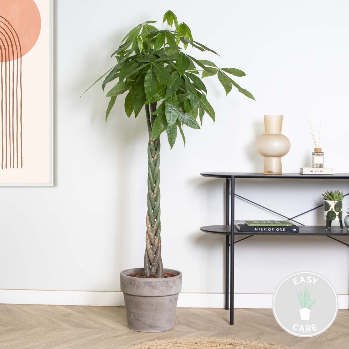 Bloomique - Pachira Aquatica - Glckskastanie - Zimmerpflanzen Gro -  Luftreinigend - Pflegeleicht - Hhe 130-150 cm - Topf 27 cm : Amazon.de:  Garten