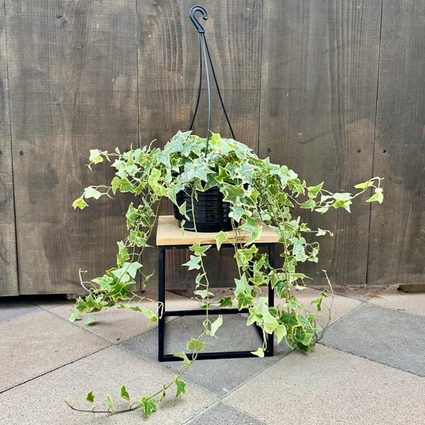 Amazon｜観葉植物：アイビー ヘデラ吊り鉢*ゴールデンチャイルド｜観葉