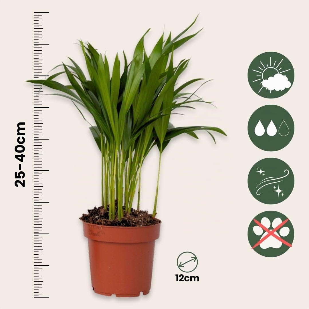 Plant in a Box - Plantas de interior purificadoras de aire - Mezcla de 5 - Altura 25-40cm - Maceta 12cm - Plantas naturales decorativas para hogar y oficina