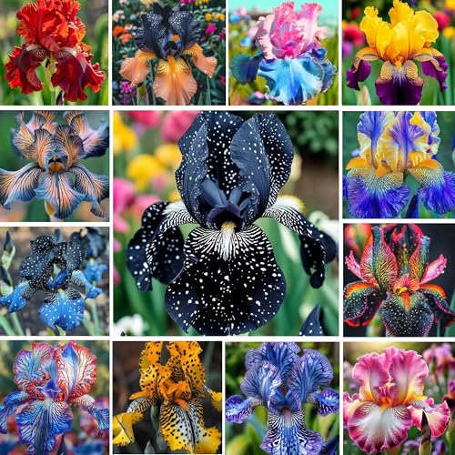 200+Mixed Rare Iris Flower Seeds to Plant Outdoor- Perennial Beautiful Blooms for Your Garden Home