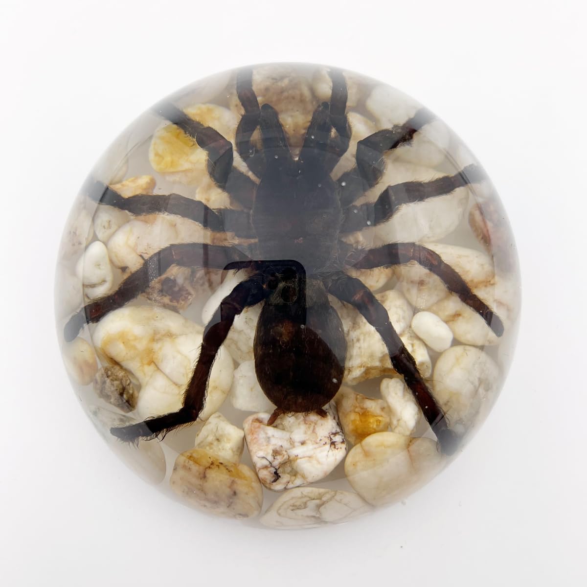 Real Spider Specimens in Resin Paperweight Crafts, Animal Taxidermy Collection for Science Education & Desk Ornament (Tarantula Bird Spider)