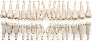 Dentalmall 32Pcs Dental Tooth Model fit for KaVo Basic Model Teeth Retention Mechanism M-Kset-32