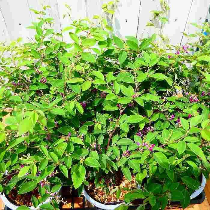 【花入19】萩4  一重切　高さ23.5㎝ 萩緋色花入 | artrip山口