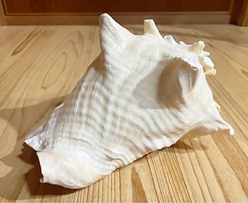 なるちゃんさま専用 古代桃色法螺貝（ピンク貝）法螺貝　ほら貝　コンク貝笛　赤紐中 Amazon.co.jp: 古代大型桃色法螺貝（ピンク貝）法螺貝 ほら貝