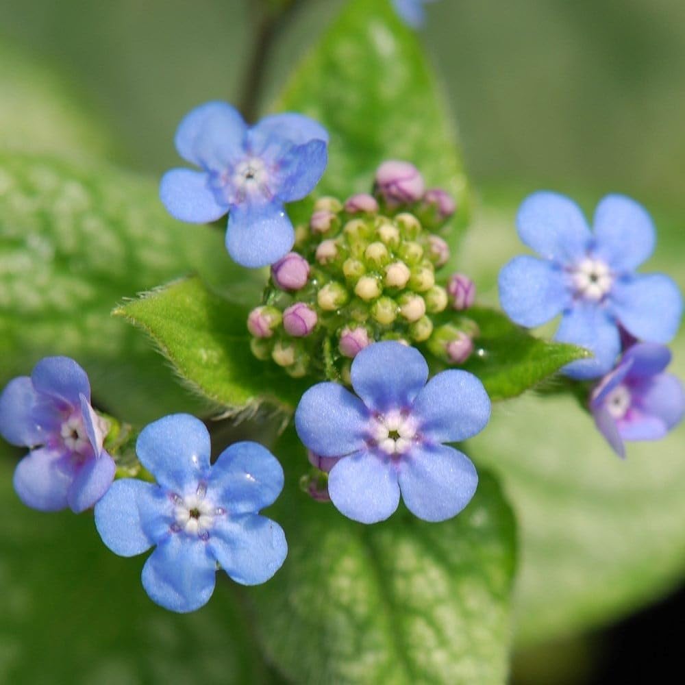 Plant Theory 9cm Pot Brunnera Macrophylla Jack Frost Siberian Bugloss Perennial