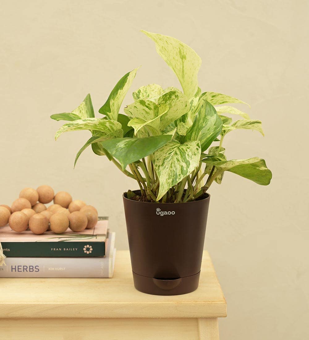 Ugaoo Money Plant Marble Indoor with Self Watering Pot (B07FDC12N8) Amazon Price History, Amazon Price Tracker